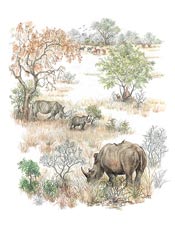 Joan van Gogh